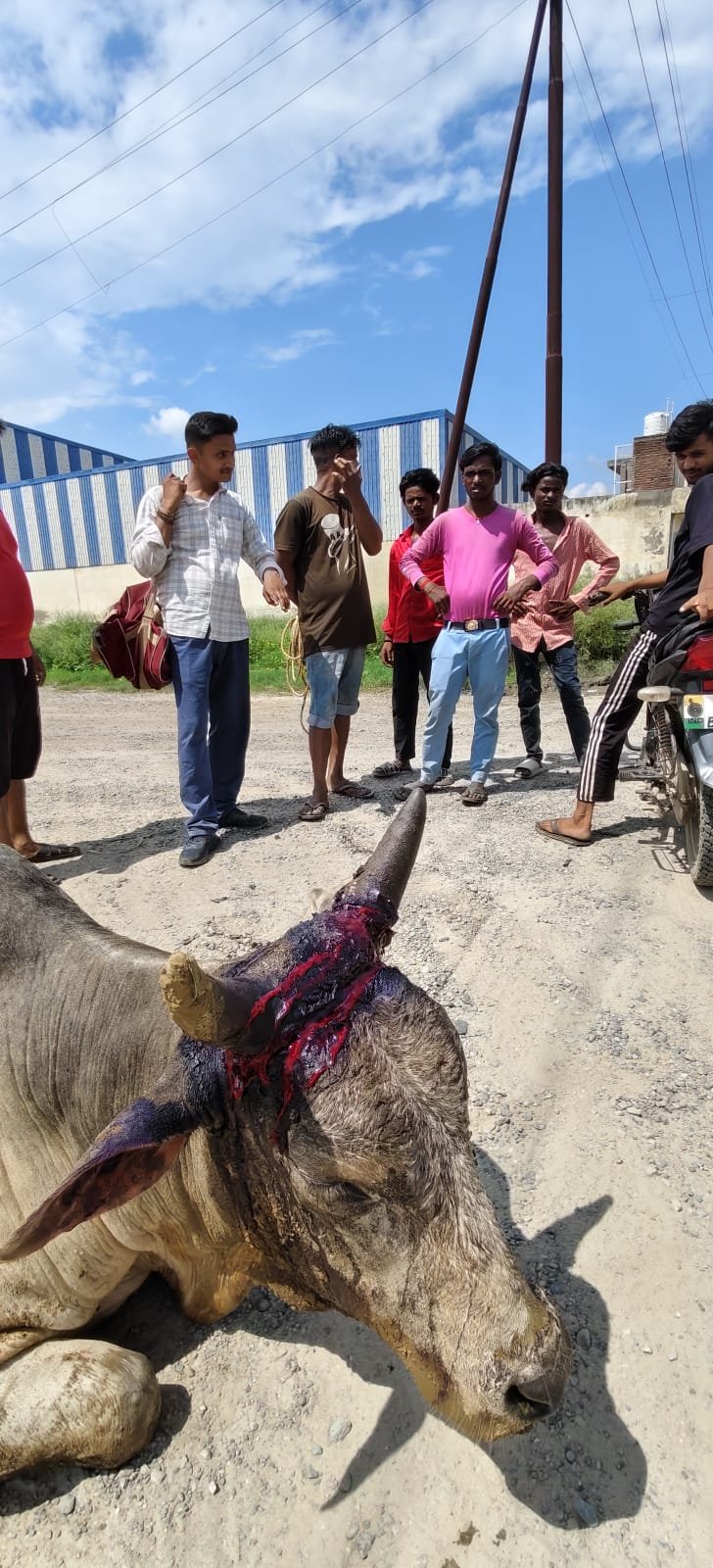 बरेली: फरीदपुर में नंदी का रेस्क्यू, सिर में धंसी रस्सी काटकर कराया उपचार फरीदपुर (बरेली): थाना फरीदपुर क्षेत्र के जेड अड्डा के पास एक नंदी के सिर में कई दिनों से बेहद कसकर बंधी रस्सी के कारण गंभीर घाव हो गया था। बताया गया कि रस्सी सिर में धंस जाने से घाव सड़ने लगा था और नंदी लगातार दर्द से तड़प रहा